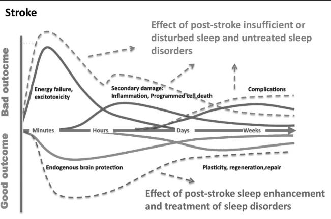Sleep influence the sequence of destructive and protective or restorative mechanisms in stroke