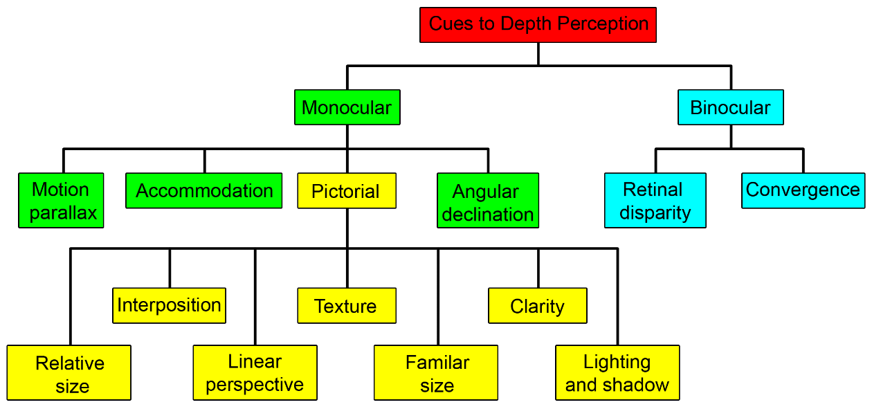 Cues to Depth Perception.
