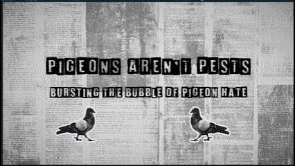 Pigeons aren't pests