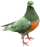 Pijove
