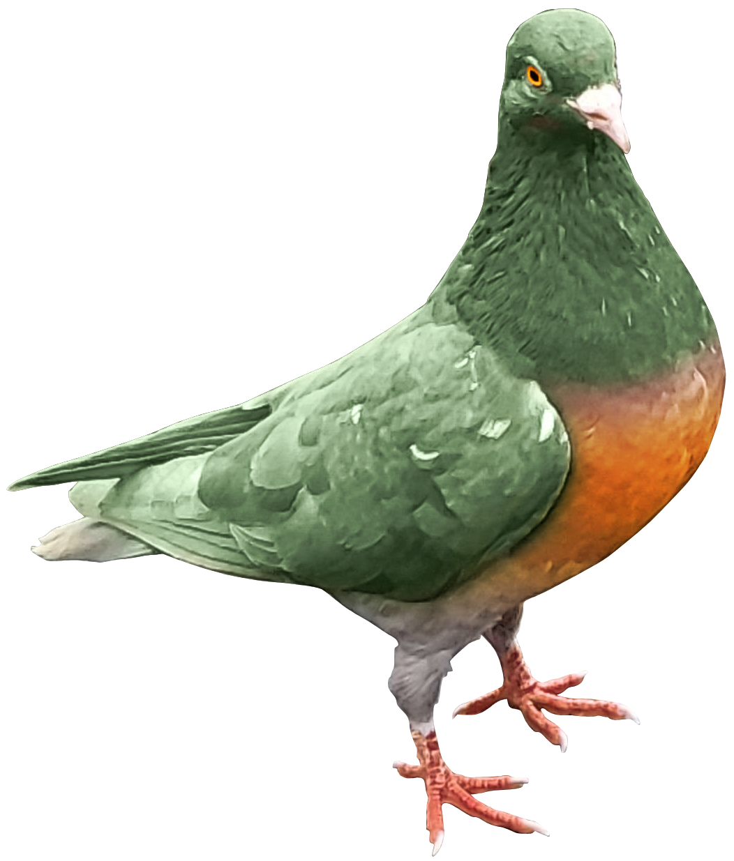 Pijove Logo